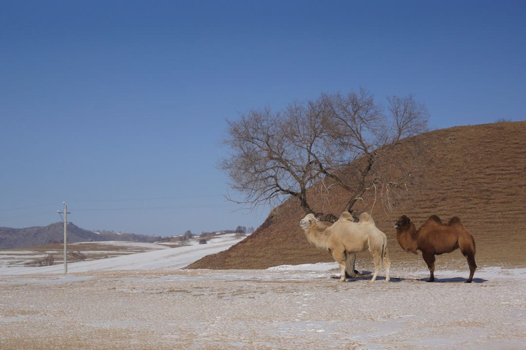 Camels resting in the Badain Jaran Desert