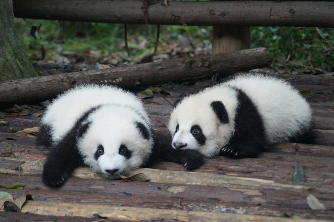Giant pandas at Chengdu Research Base