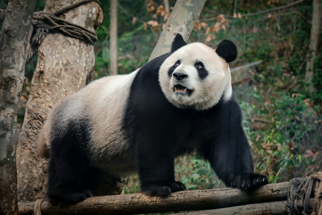 Giant panda in bamboo