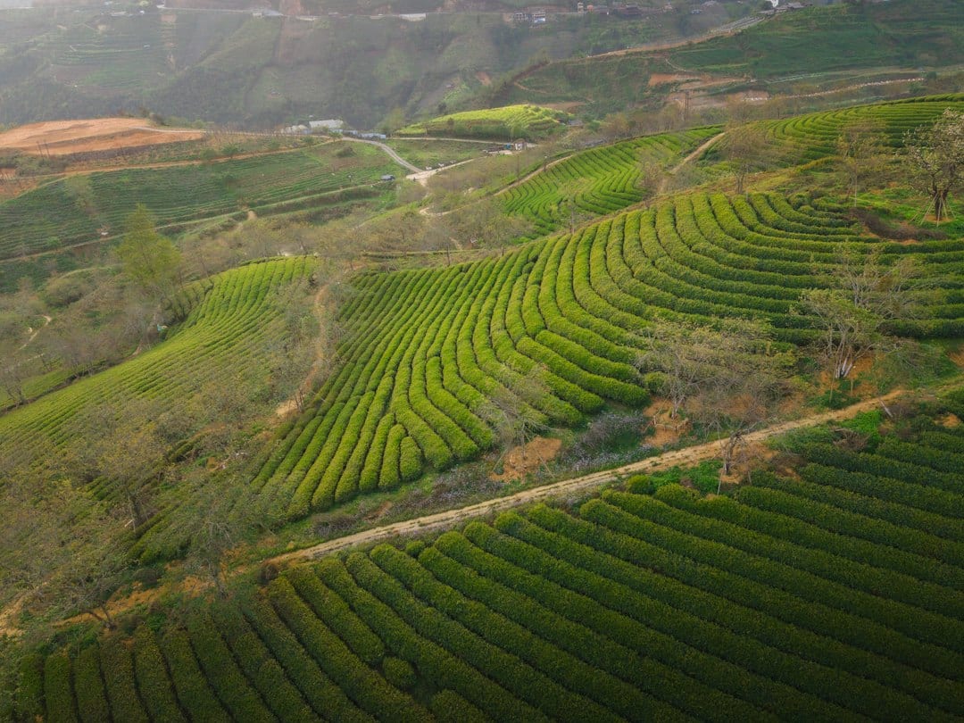 Hangzhou Longjing green tea fields on rolling terraces