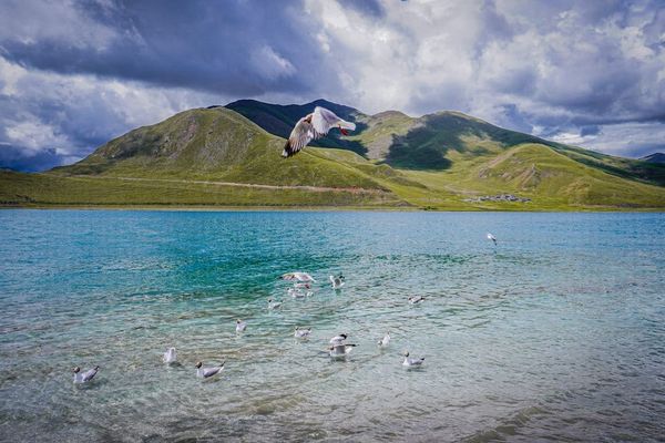 Birds fly over the turquoise waters of Qinghai Lake