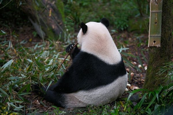 A giant panda sitting in a bamboo forest in Sichuan