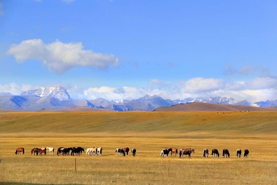 Nalati grassland with horses and rolling green hills in Xinjiang