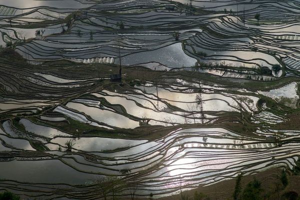 Terraced rice paddies reflecting sunlight in Yunnan